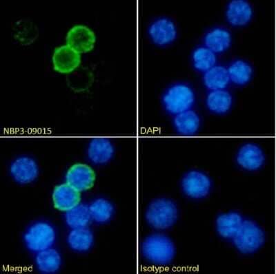 Immunocytochemistry/ Immunofluorescence: MHC Class II Antibody (P7/7) - Chimeric - Azide and BSA Free [NBP3-09015]