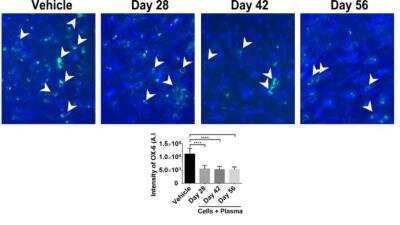 Immunohistochemistry: MHC Class II RT1B Antibody (OX-6) - BSA Free [NB100-65541]