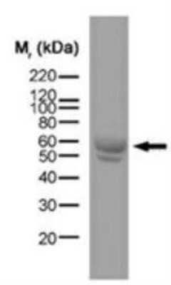 Western Blot: MHC Class II RT1B Antibody (OX-6)BSA Free [NB100-65541]
