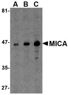 Western Blot: MICA AntibodyBSA Free [NBP1-76805]