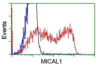 Flow Cytometry: MICAL1 Antibody (OTI6H4) [NBP2-03135]