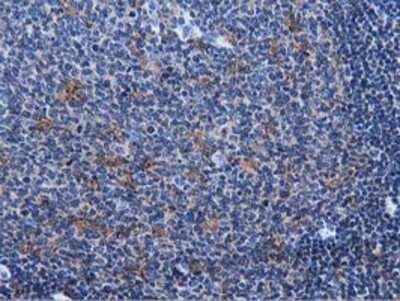 Immunohistochemistry-Paraffin: MICAL1 Antibody (OTI6H4) [NBP2-03135]