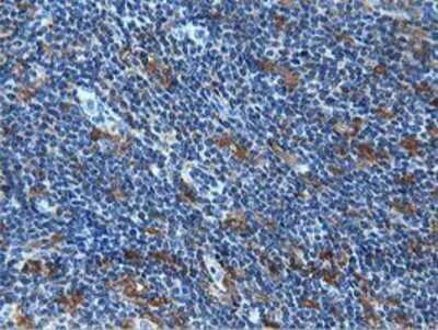 Immunohistochemistry-Paraffin: MICAL1 Antibody (OTI6H4) [NBP2-03135]