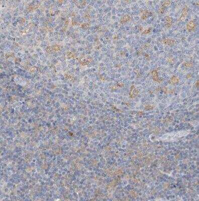 Immunohistochemistry-Paraffin: MICAL1 Antibody [NBP1-85141]