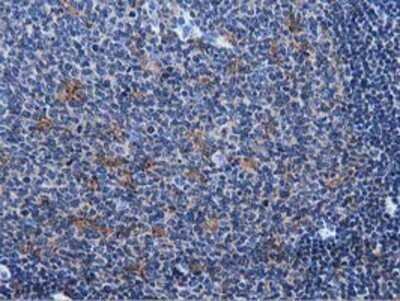 Immunohistochemistry: MICAL1 Antibody (OTI6H4) - Azide and BSA Free [NBP2-72670]
