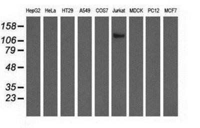 Western Blot: MICAL1 Antibody (OTI6H4)Azide and BSA Free [NBP2-72670]