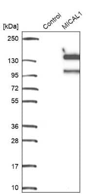 Western Blot: MICAL1 Antibody [NBP1-85141]