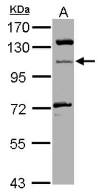 Western Blot: MICAL1 Antibody [NBP2-17287]