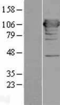 Western Blot: MICAL1 Overexpression Lysate [NBL1-13099]