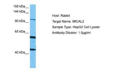 Western Blot: MICAL2 Antibody [NBP2-83207]