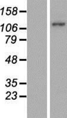 Western Blot: MICAL2 Overexpression Lysate [NBP2-07303]