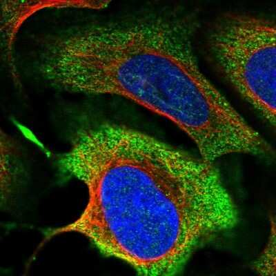 Immunocytochemistry/ Immunofluorescence: MICALCL Antibody [NBP2-38455]