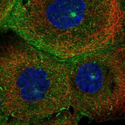 Immunocytochemistry/ Immunofluorescence: MICALL1 Antibody [NBP2-55389]