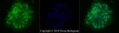 Immunocytochemistry/ Immunofluorescence: MICALL1 Antibody - BSA Free [NBP2-70017]