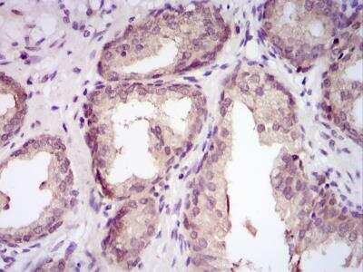 Immunohistochemistry-Paraffin: MICALL1 Antibody [H00085377-B01P]