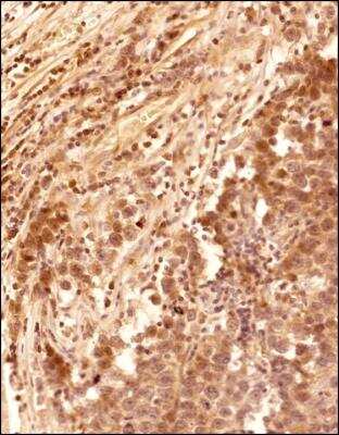 Immunohistochemistry-Paraffin: MICALL1 Antibody - BSA Free [NBP2-70017]