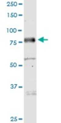 Western Blot: MICALL1 Antibody [H00085377-B01P]