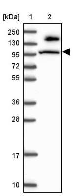 Western Blot: MICALL1 Antibody [NBP1-81386]