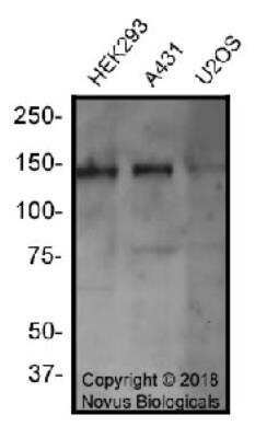 Western Blot: MICALL1 AntibodyBSA Free [NBP2-70017]