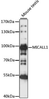 Western Blot: MICALL1 AntibodyAzide and BSA Free [NBP3-05132]