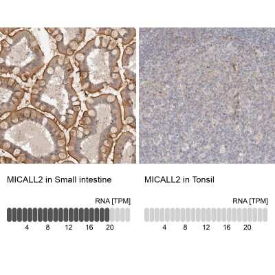 Immunohistochemistry-Paraffin: MICALL2 Antibody [NBP1-82073]