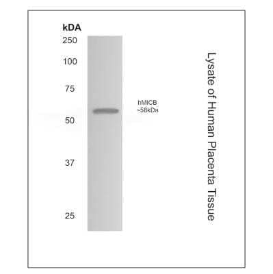 Western Blot: MICB Antibody (MM0473-3C37)Azide and BSA Free [NBP2-11798]