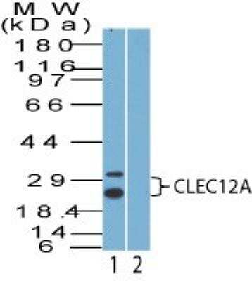 Western Blot: MICL/CLEC12A Antibody [NBP2-27346]