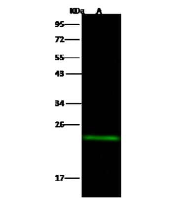 Western Blot: MID1IP1 Antibody (005) [NBP2-90264]