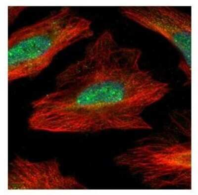Immunocytochemistry/ Immunofluorescence: MID1IP1 Antibody [NBP1-32599]