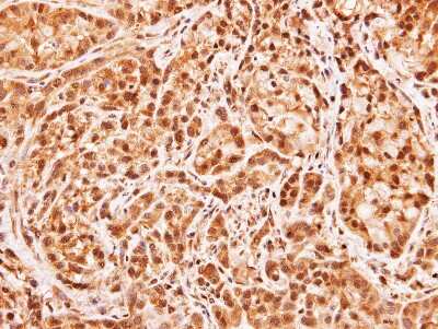 Immunohistochemistry-Paraffin: MID1IP1 Antibody [NBP1-32599]