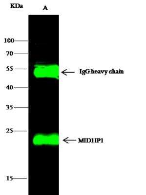 Immunoprecipitation: MID1IP1 Antibody [NBP3-00003]