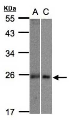 Western Blot: MID1IP1 Antibody [NBP1-32599]