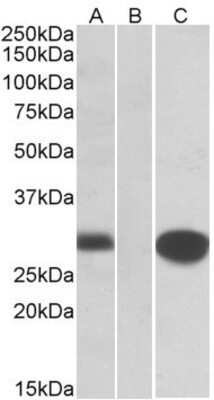 Western Blot: MID1IP1 Antibody [NBP1-52076]