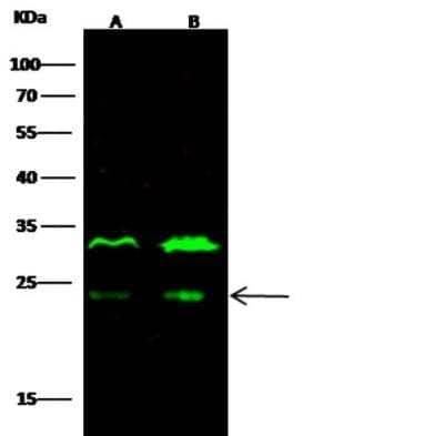 Western Blot: MID1IP1 Antibody [NBP3-00003]