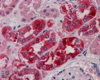 Immunohistochemistry-Paraffin: MID2 Antibody [NB100-1167]