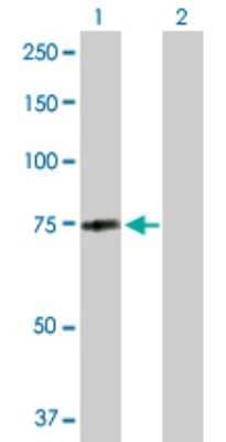 Western Blot: MID2 Antibody [H00011043-B02P]