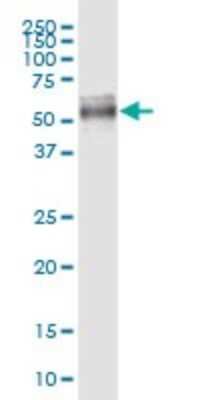 Western Blot: MIDN Antibody [H00090007-B01P]