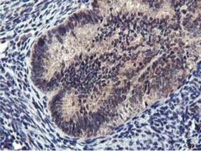 Immunohistochemistry-Paraffin: MIER2 Antibody (OTI3G7) [NBP2-01748]