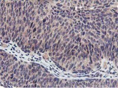 Immunohistochemistry-Paraffin: MIER2 Antibody (OTI3G7) [NBP2-01748]