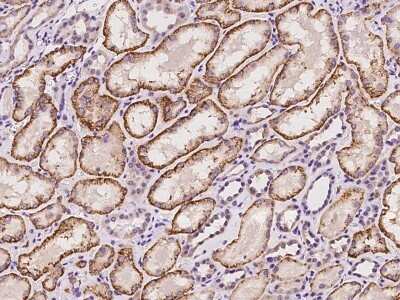 Immunohistochemistry: MIER2 Antibody [NBP2-98516]