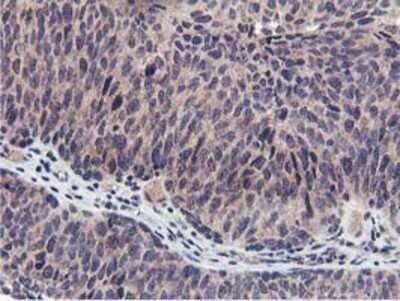 Immunohistochemistry: MIER2 Antibody (OTI3G7) - Azide and BSA Free [NBP2-72683]