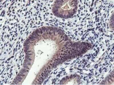 Immunohistochemistry: MIER2 Antibody (OTI3G7) - Azide and BSA Free [NBP2-72683]