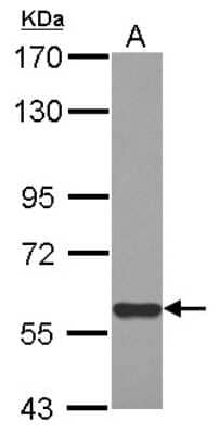 Western Blot: MIER3 Antibody [NBP2-17290]