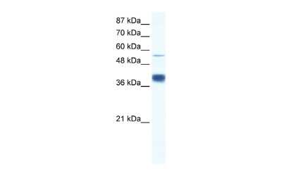 Western Blot: MIER3 Antibody [NBP3-10337]