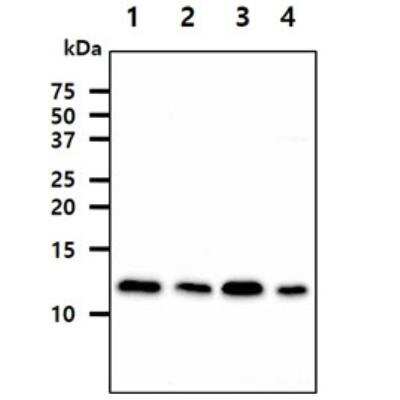Western Blot: MIF Antibody (4E4)BSA Free [NBP1-04319]