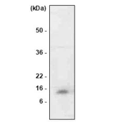 Western Blot: MIF Antibody (4E4)BSA Free [NBP1-04319]