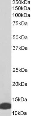 Western Blot: MIF Antibody [NB100-1789]