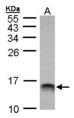 Western Blot: MIF Antibody [NBP1-32192]