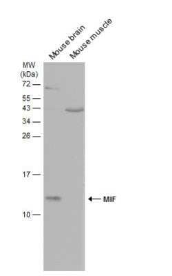 Western Blot: MIF Antibody [NBP1-32192]