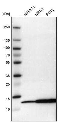 Western Blot: MIF Antibody [NBP1-81832]